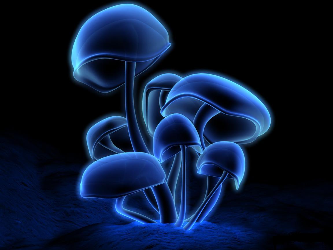 shrooms.jpg